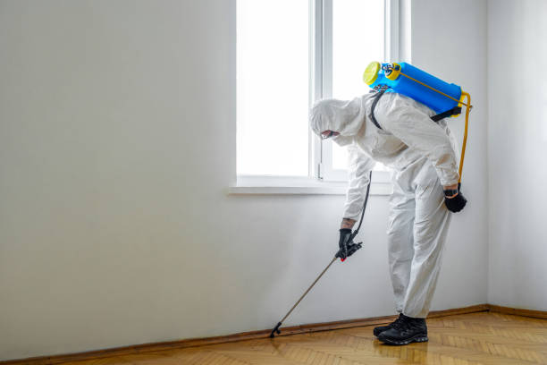 Best Pest Removal Services  in Redondo Beach, CA