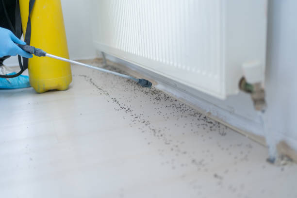 Best Termite Control Services  in Redondo Beach, CA